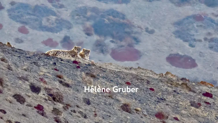 La panthère des neiges au Ladakh