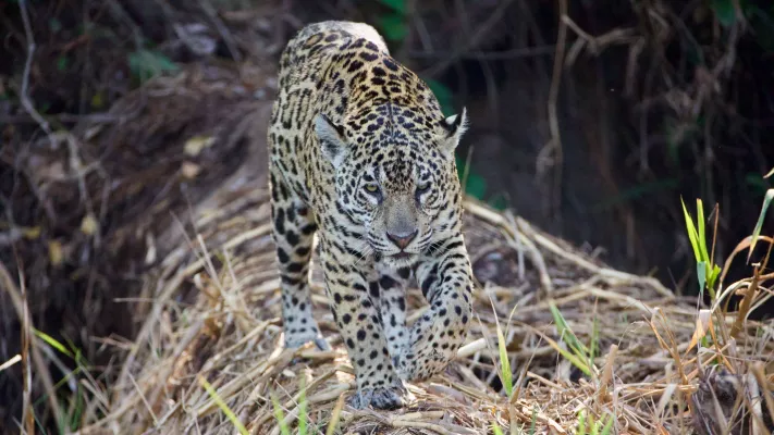 Séjour photographique au Pantanal, Brésil