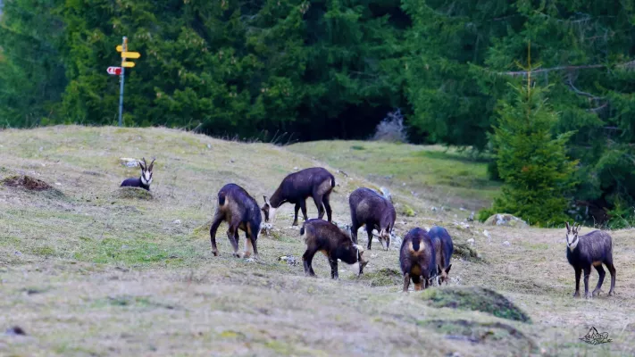 Sortie chamois (Jura suisse)