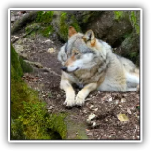 Loup eurasien / european grey wolf (canis lupus) - Jura France