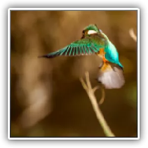 atterissage, jeune femelle Martin-pêcheur, Genève, Suisse, format carré
Flying young female Kingfisher, Geneva, Switzerland, square format
