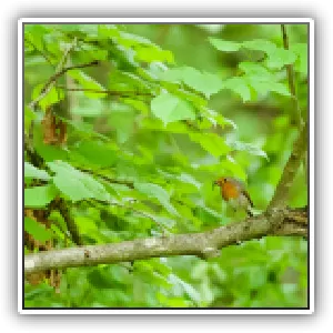 Rouge-gorge  / Robin (Erithacus rubecula) - Europe