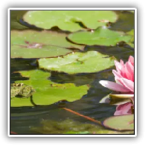 Grenouille verte, étang/ Green frog, pond - Genève