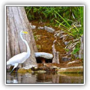 Héron blanc / White heron - USA