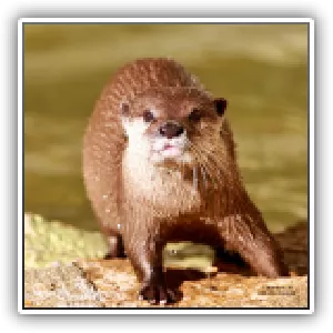 Loutres / Otter (lutra lutra)