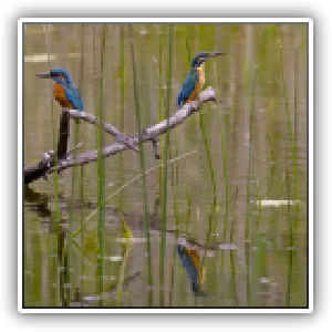 Martins-Pêcheurs / Kingfisher couple