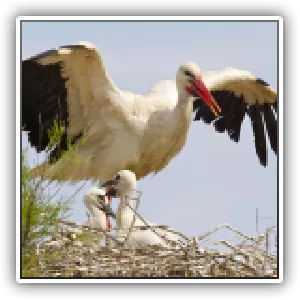 Nid de cigogne / Stork nest - Camargue, France