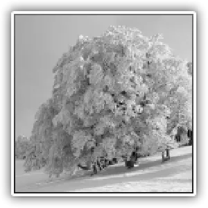 N&B, arbre gelé au lieu dit : « creux du van », Suisse, Jura, 9 janvier 2021, format paysage
B&W, frozen tree at the place called: "creux du van", Switzerland, Jura, January 9, 2021, landscape format