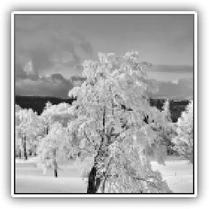 N&B, arbre gelé au lieu dit : « creux du van », Suisse, Jura, 9 janvier 2021, format portrait
B&W, frozen tree at the place called: "creux du van", Switzerland, Jura, January 9, 2021, portrait format