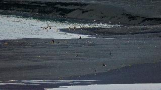 vol de macareux sur la plage de  Reynisfjara