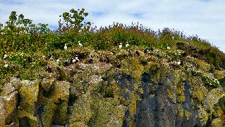 escouade de macareux sur le sommet de la falaise