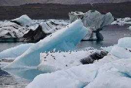 lac glaciaire bleu Jökulsárlón, oiseaux sur un iceberg  