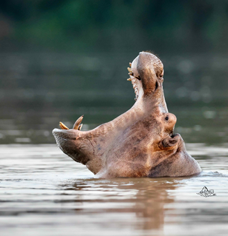 Carnets de voyages sur la Gambie