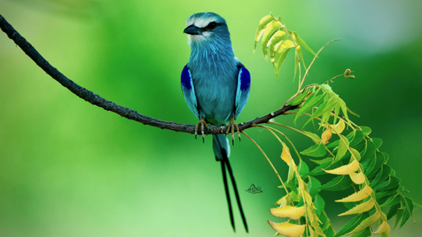 Gambie, paradis ornithologique