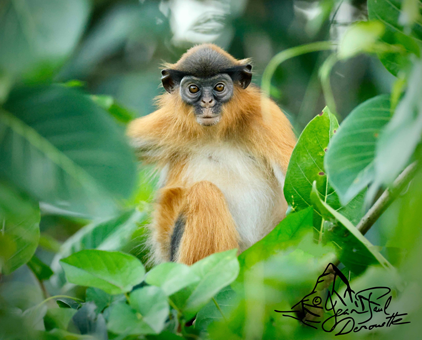 Gambie, conférences