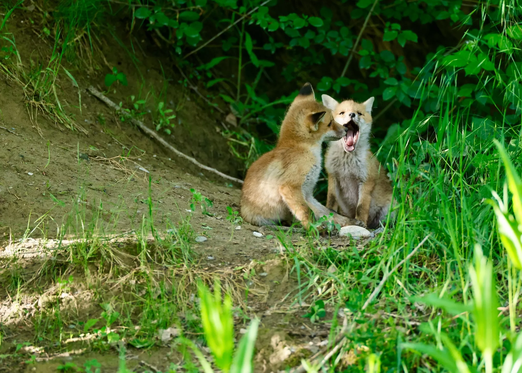 Portfolio/Europe/Photos/0062_Z9A0619_fox.webp