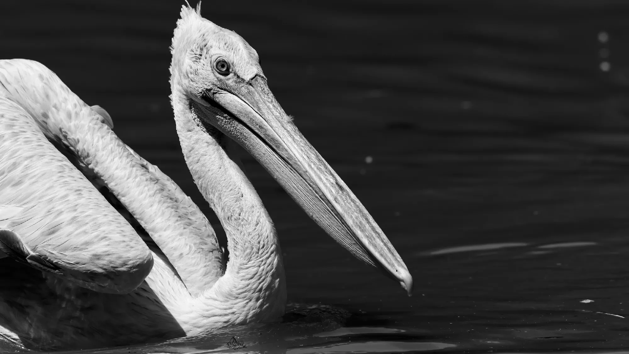Portfolio/Europe/Photos/0160_Z9A5305_pelican.webp