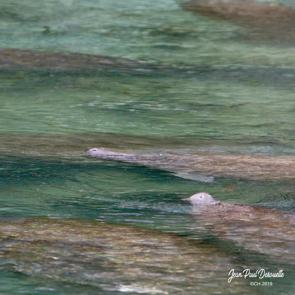 Portfolio/Floride/Photos/3V6T5021.webp