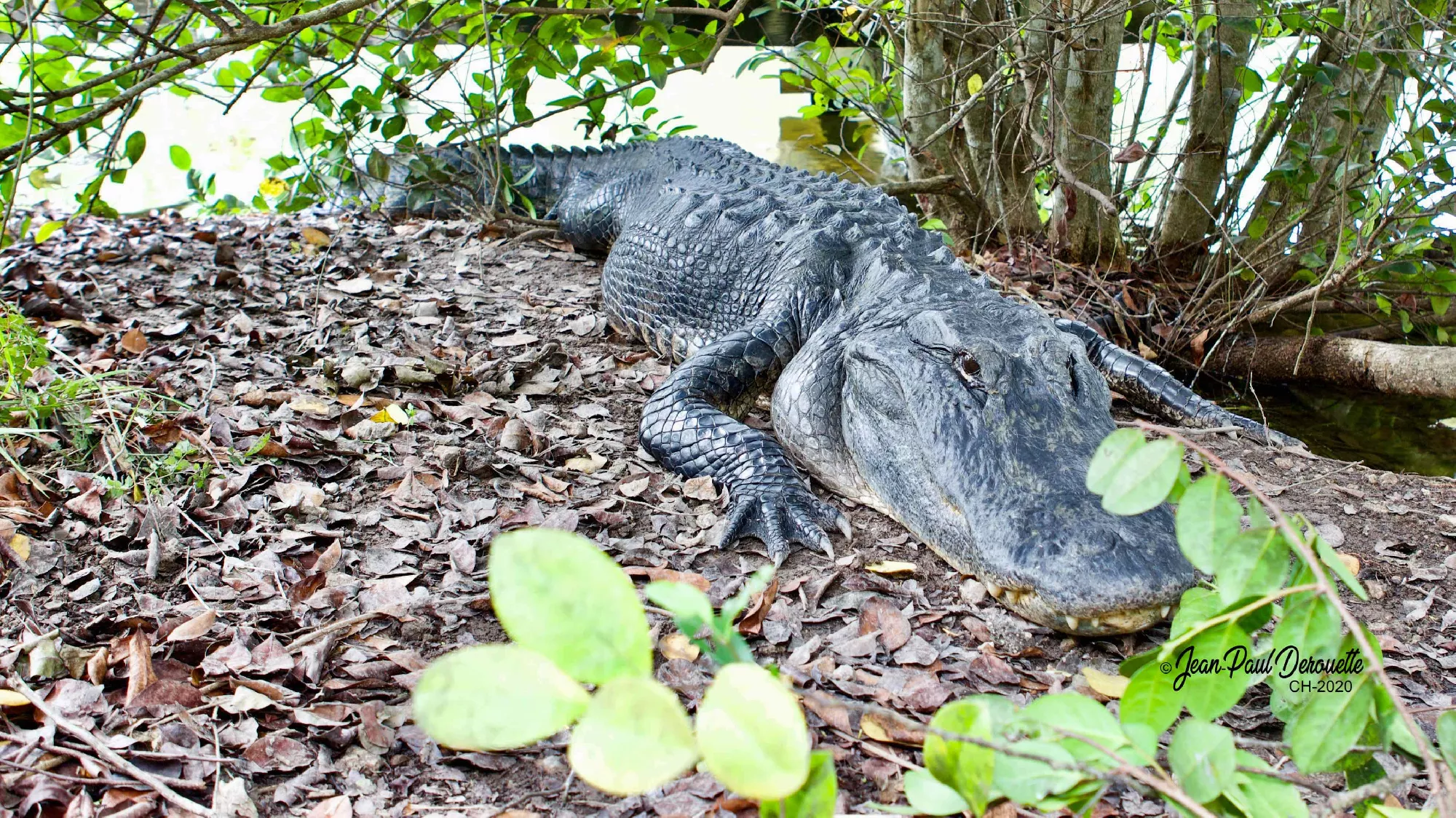 Portfolio/Floride/Photos/A17C0625.webp