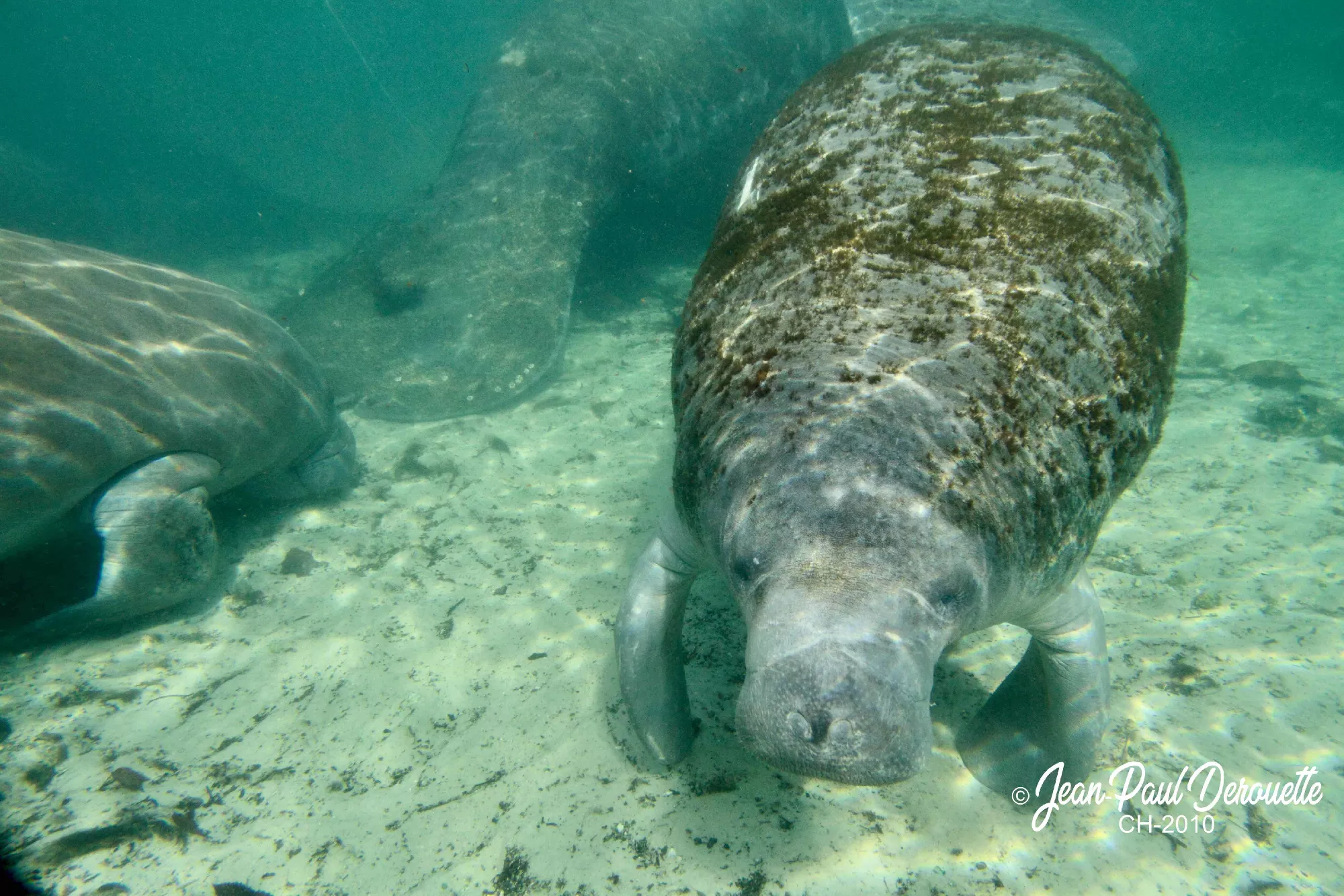 Portfolio/Floride/Photos/ManateesCristalRiver_771.webp