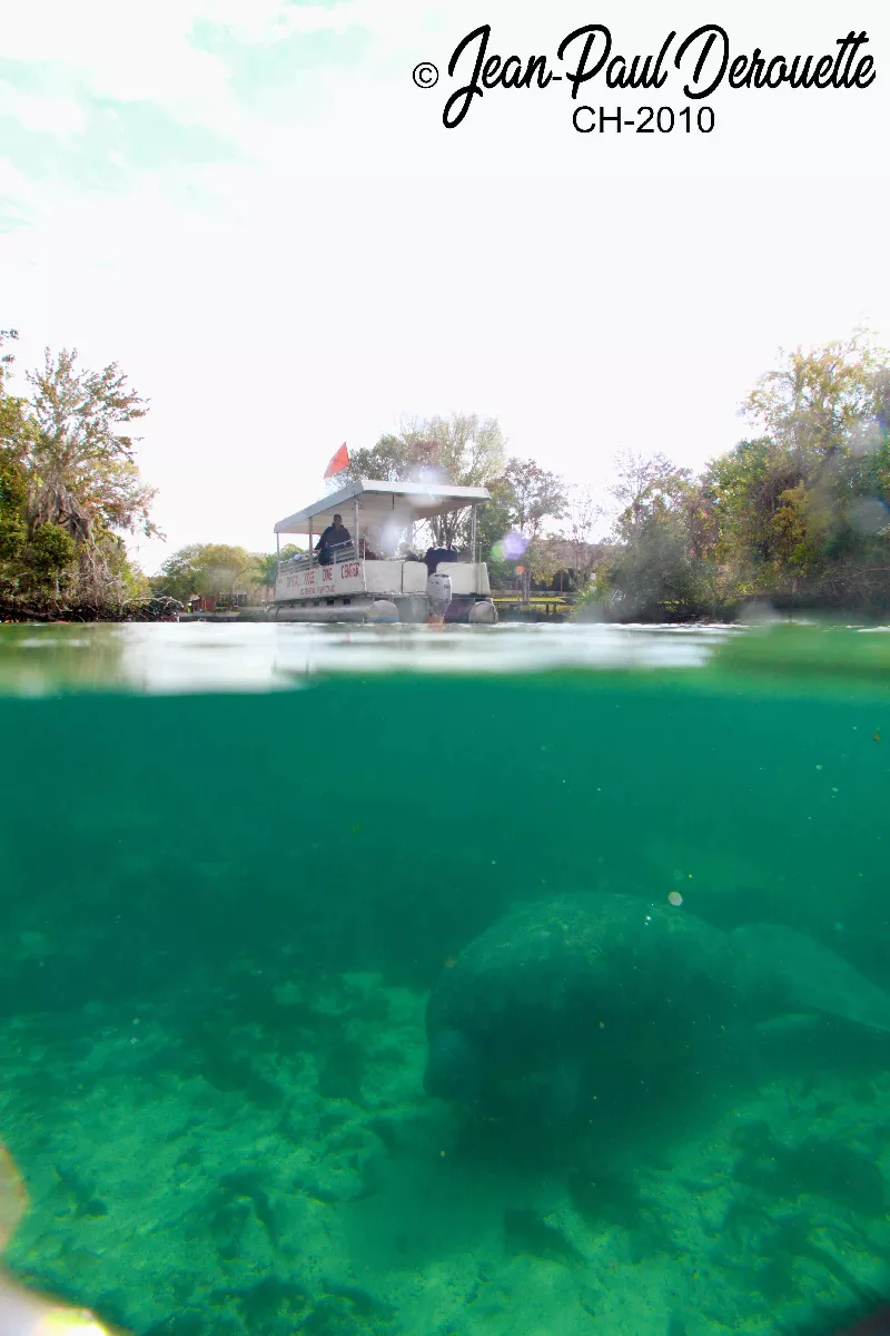 Portfolio/Floride/Photos/ManateesCristalRiver_800.webp