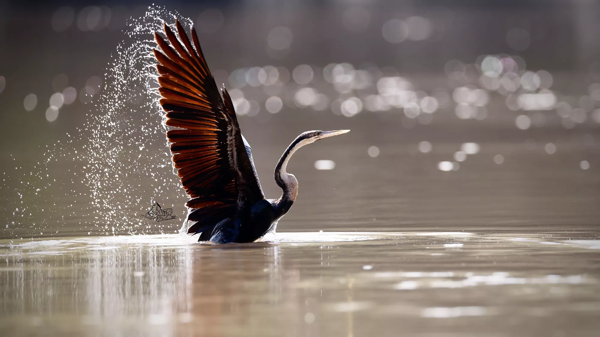 Portfolio/Gambie/Photos/26_Z9A8695.webp