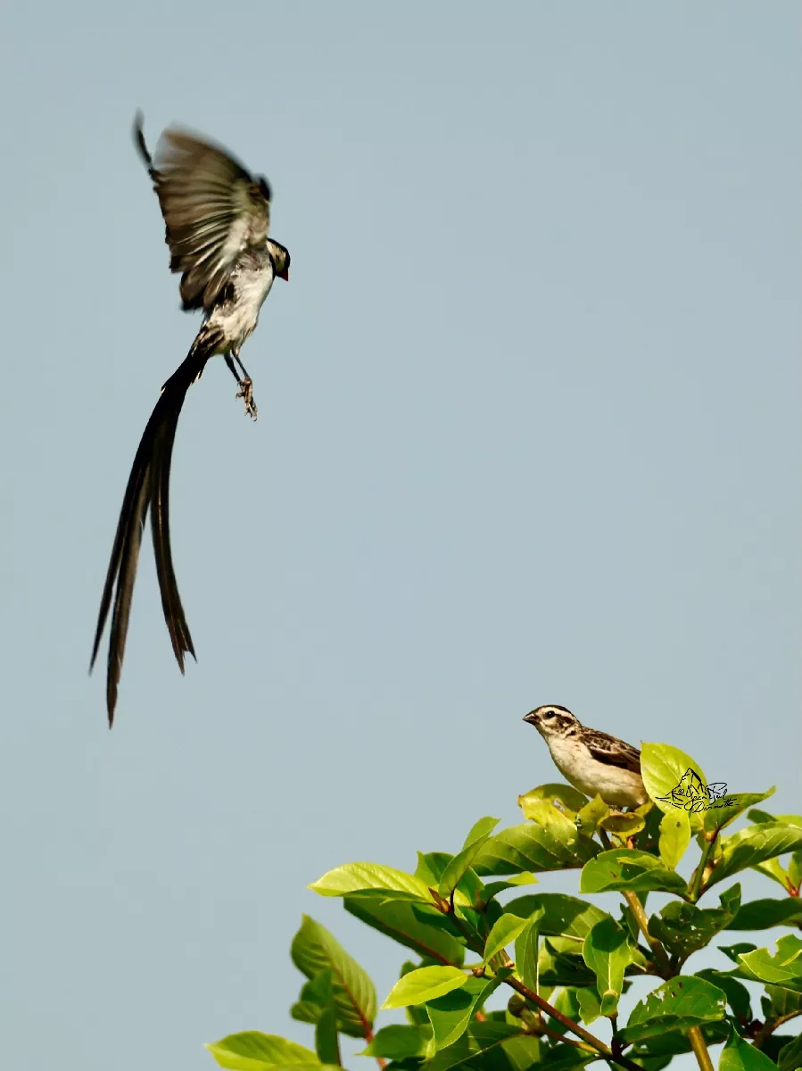 Portfolio/Gambie/Photos/35_Z9A4022.webp