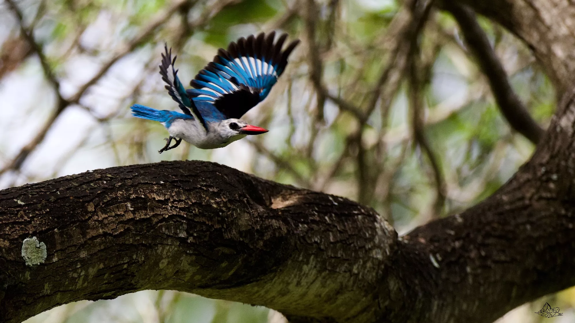 Portfolio/Gambie/Photos/56_PRV4406.webp