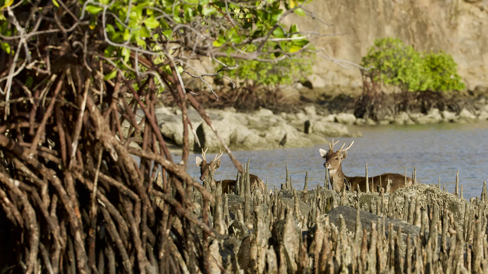 Portfolio/Indonesie/Photos/B7A1826.webp