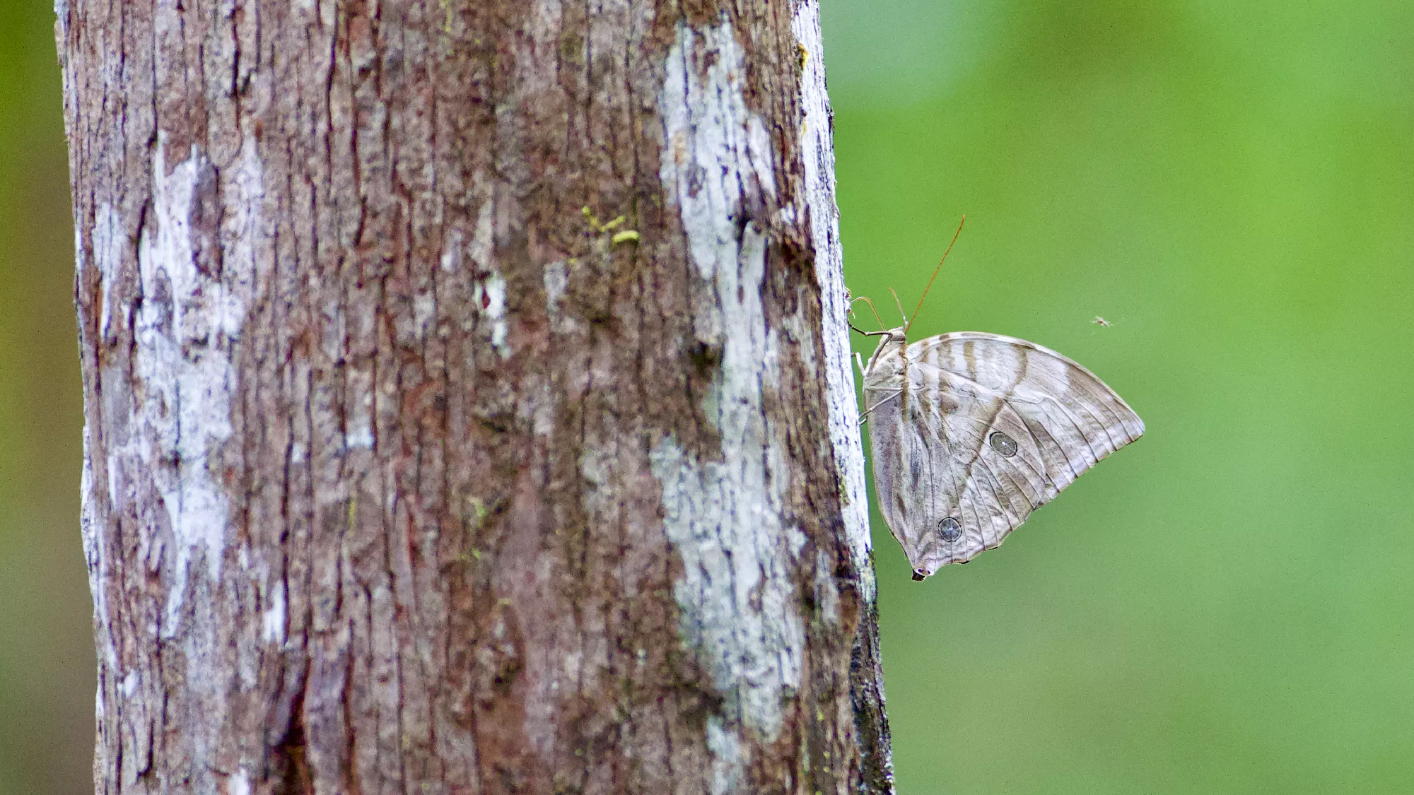 Portfolio/Indonesie/Photos/B7A7696.webp