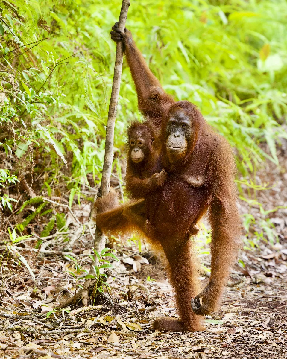 Portfolio/Indonesie/Photos/J2A2457.webp