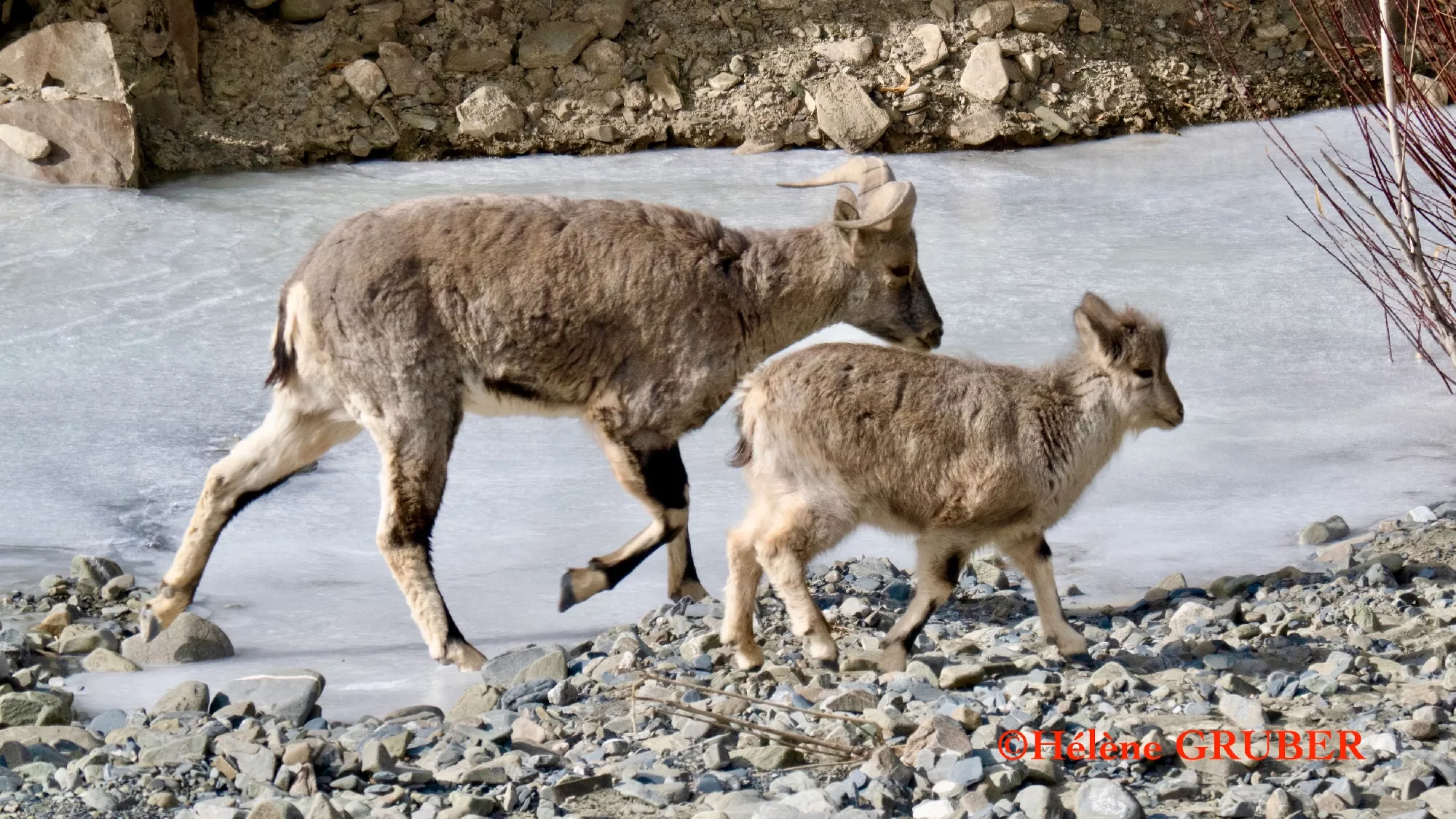 Portfolio/Ladakh/Photos/13_2024_0104_barhal_45.webp