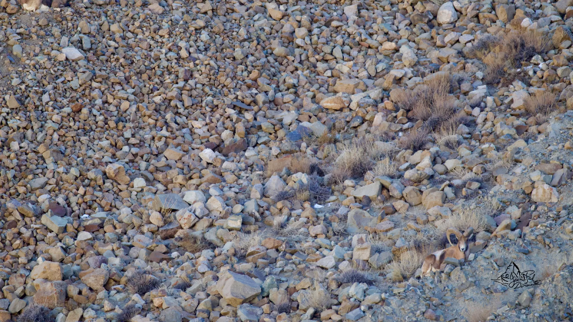 Portfolio/Ladakh/Photos/33_Z9A3706.webp