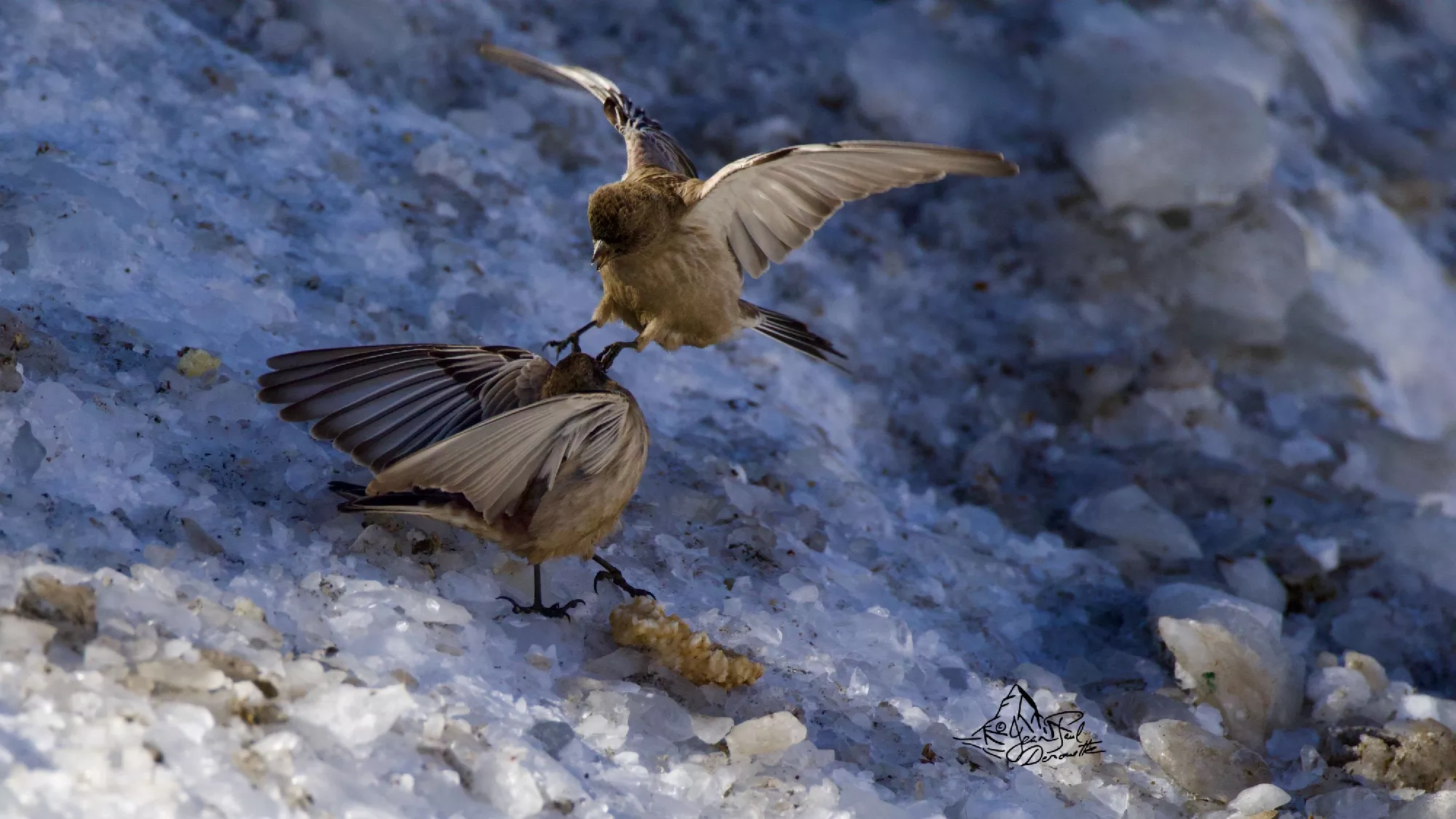 Portfolio/Ladakh/Photos/41_Z9A7722.webp