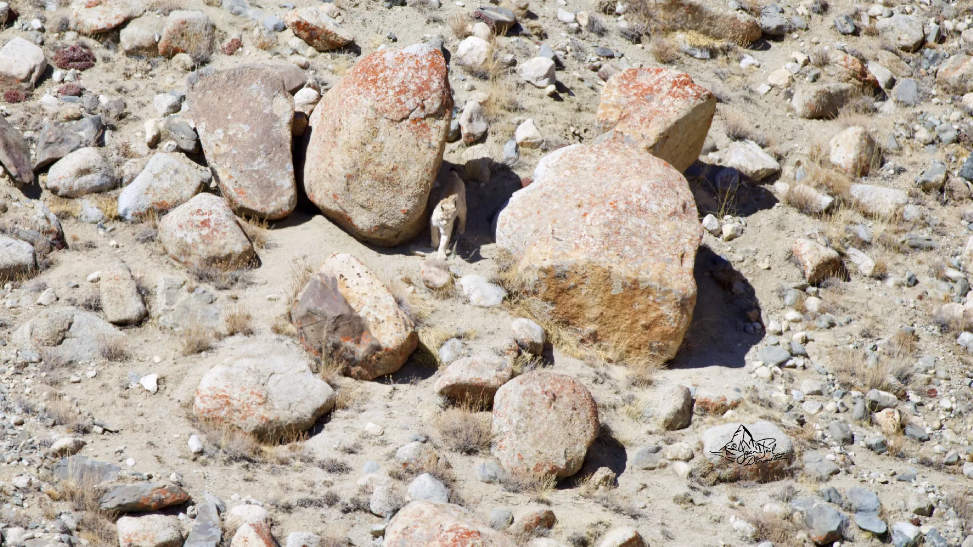 Portfolio/Ladakh/Photos/43_Z9A5148.webp