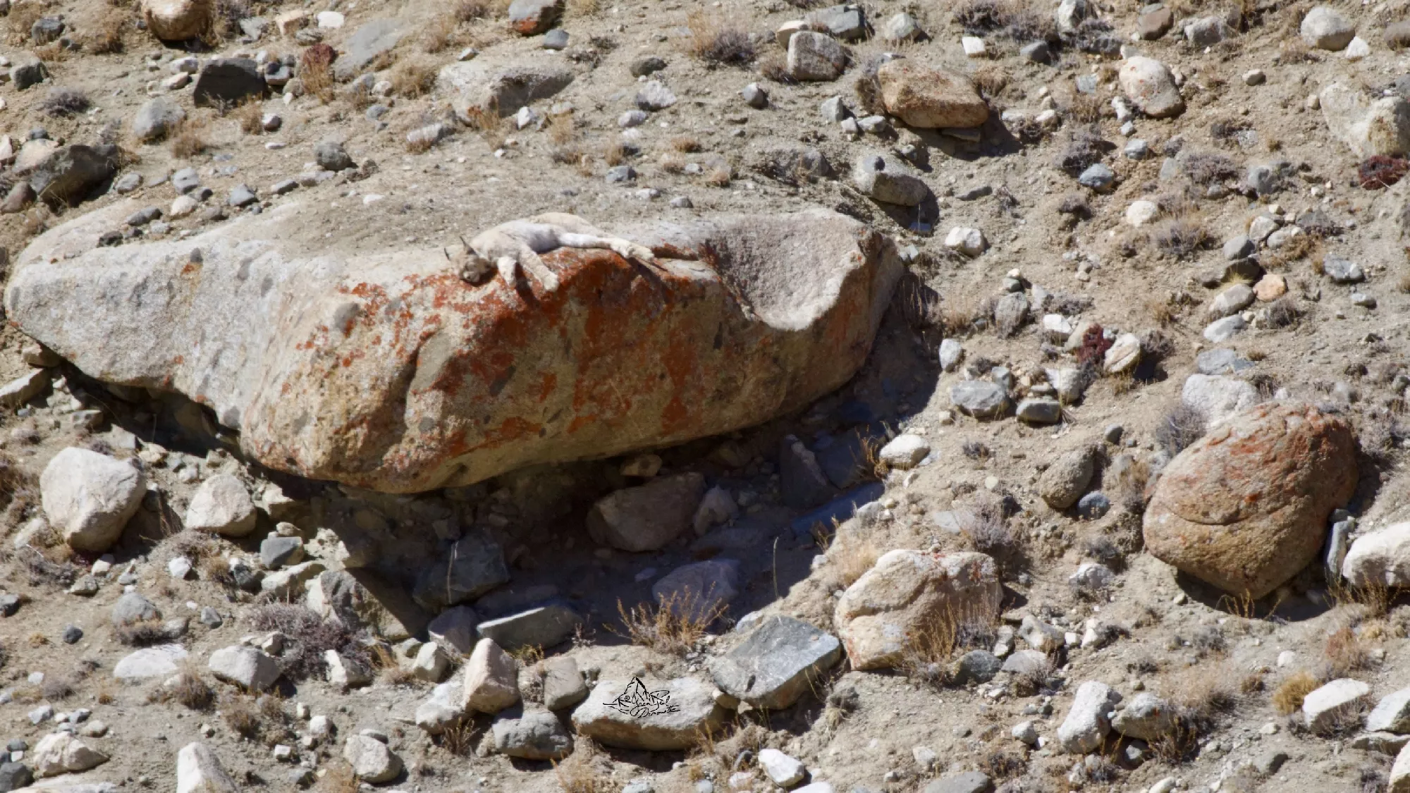 Portfolio/Ladakh/Photos/44_Z9A4915.webp
