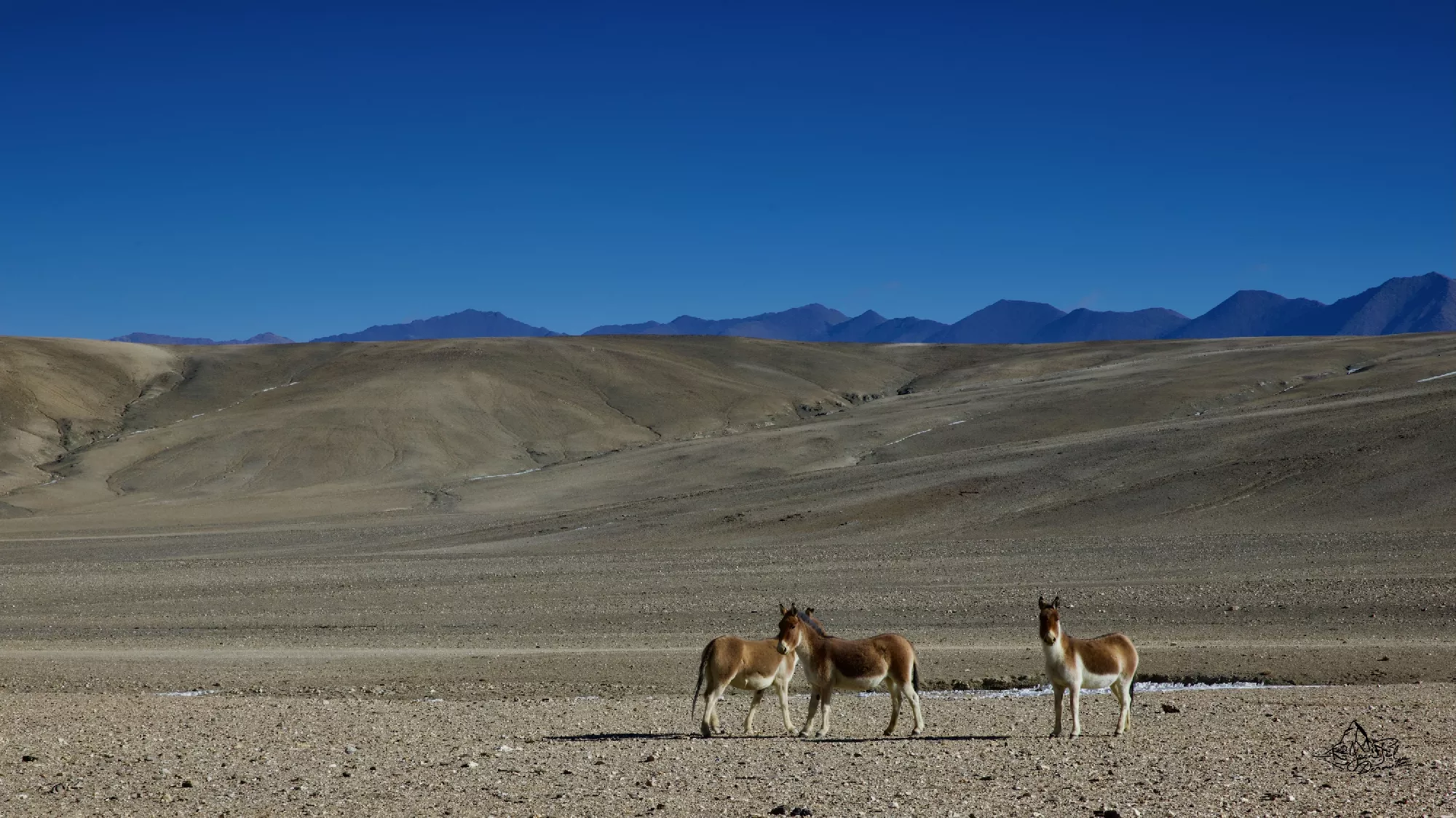Portfolio/Ladakh/Photos/46_PRV0616.webp