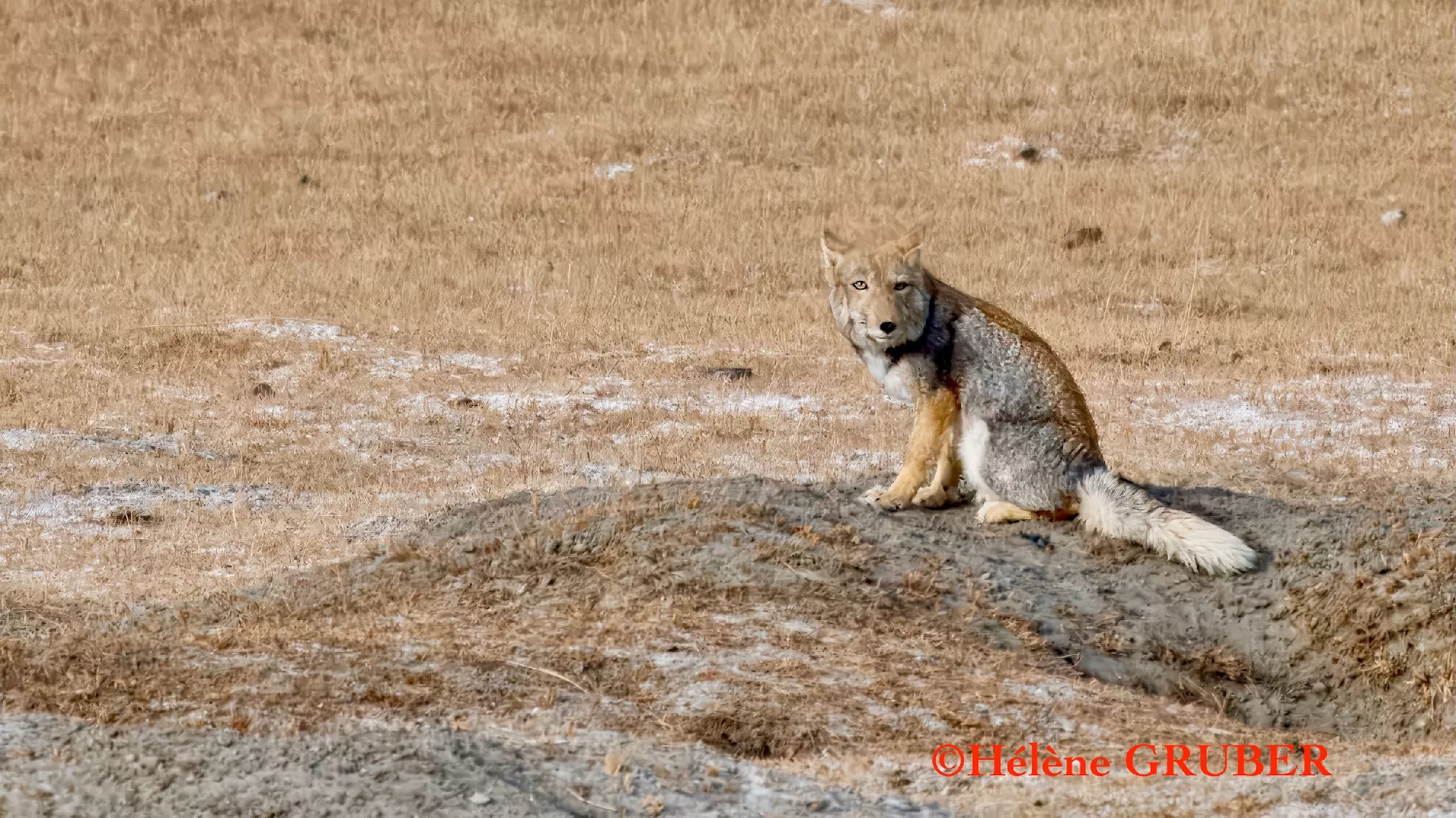 Portfolio/Ladakh/Photos/48_2024_0113_renard_sibérie.webp