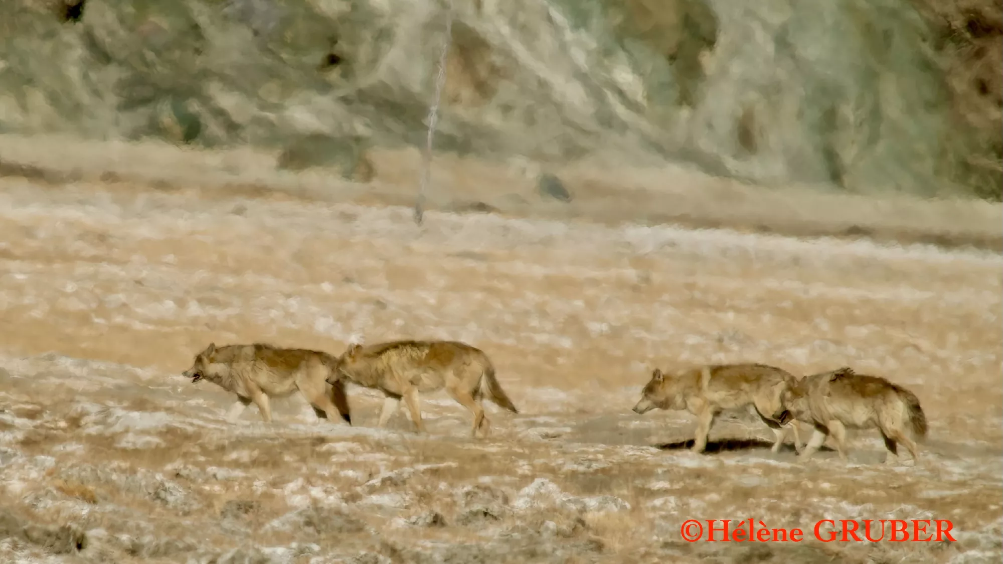 Portfolio/Ladakh/Photos/51_2024_0114_loups.webp