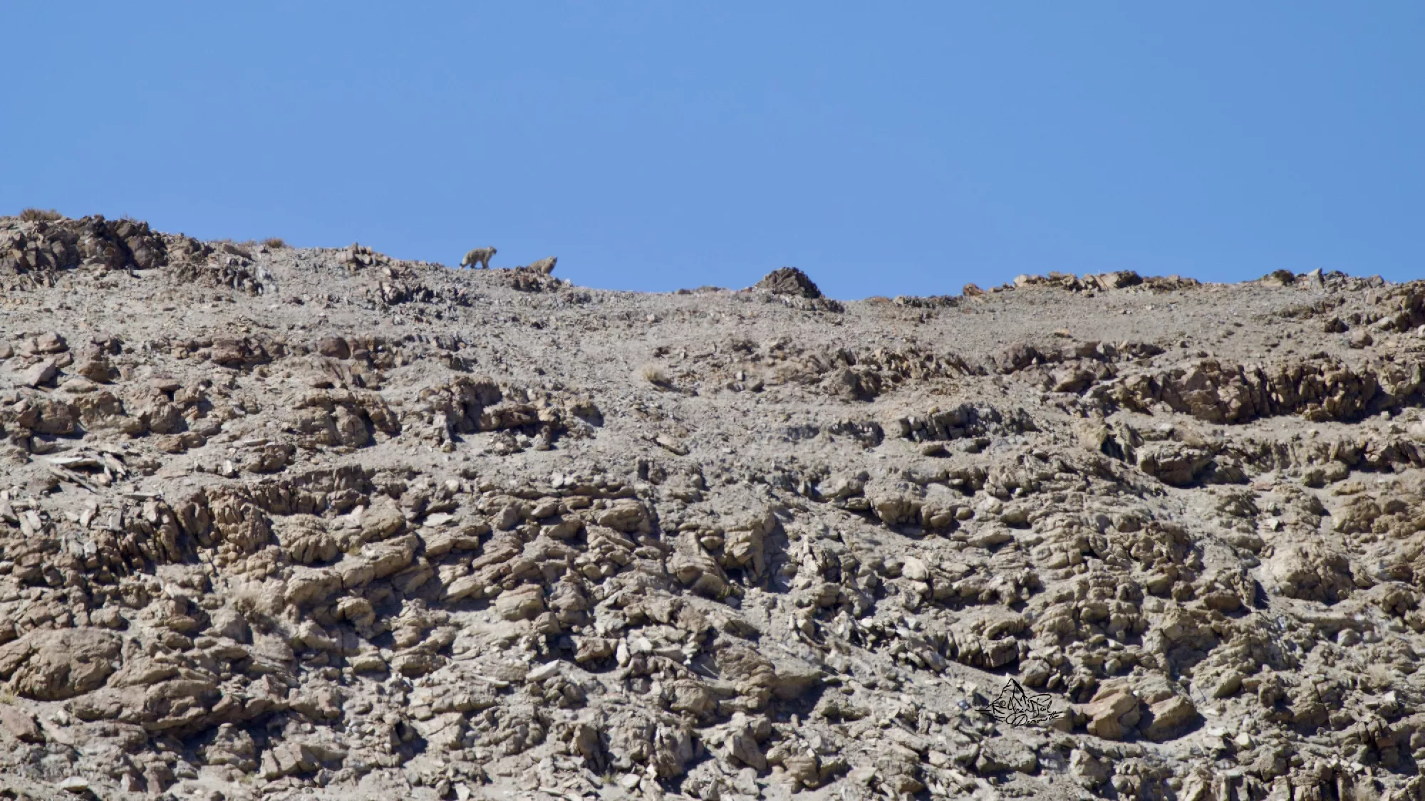Portfolio/Ladakh/Photos/52_Z9A0865.webp