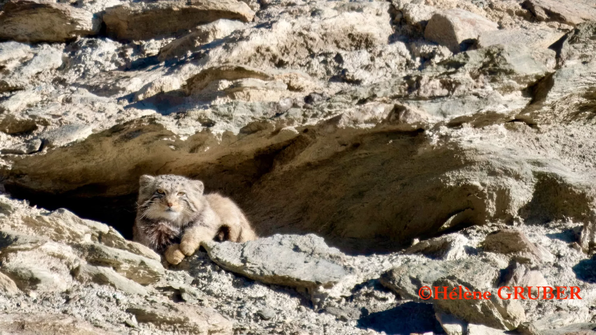 Portfolio/Ladakh/Photos/53_2024_0114_pallas_cat_47.webp