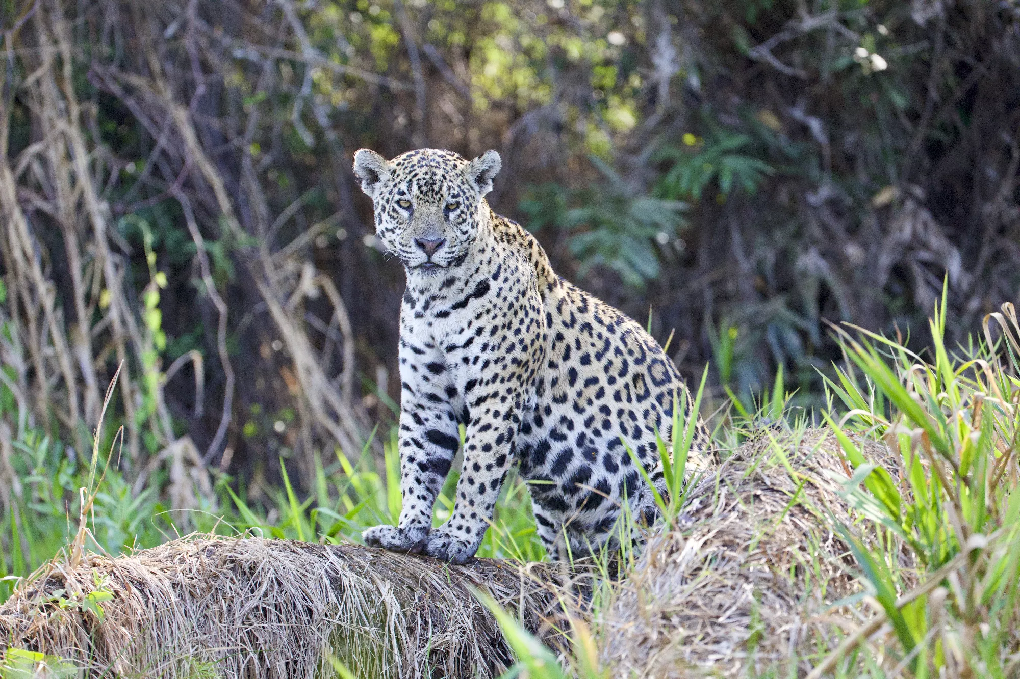 Portfolio/Pantanal/Photos/0B7A0013.webp