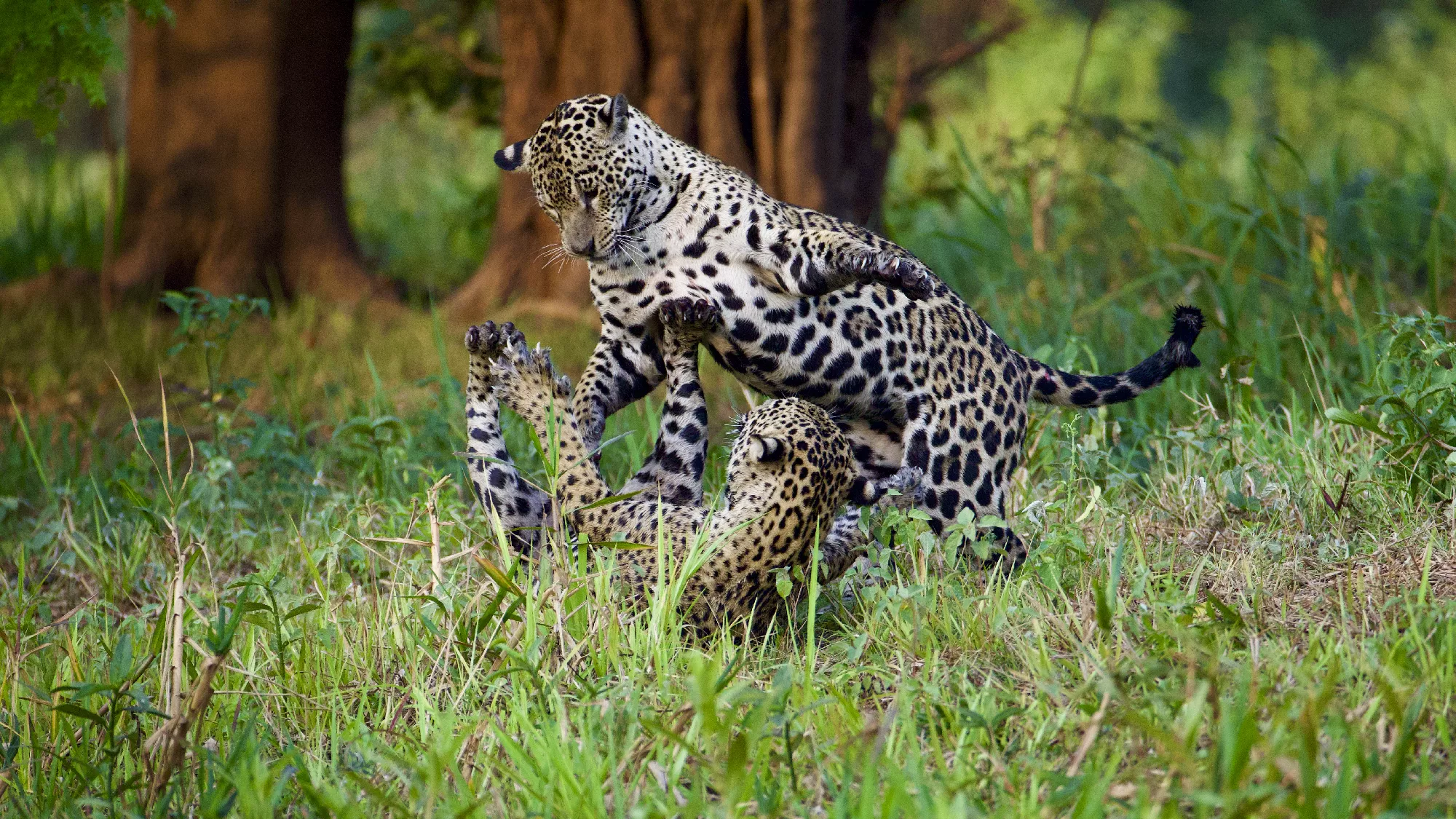 Portfolio/Pantanal/Photos/0B7A0329.webp