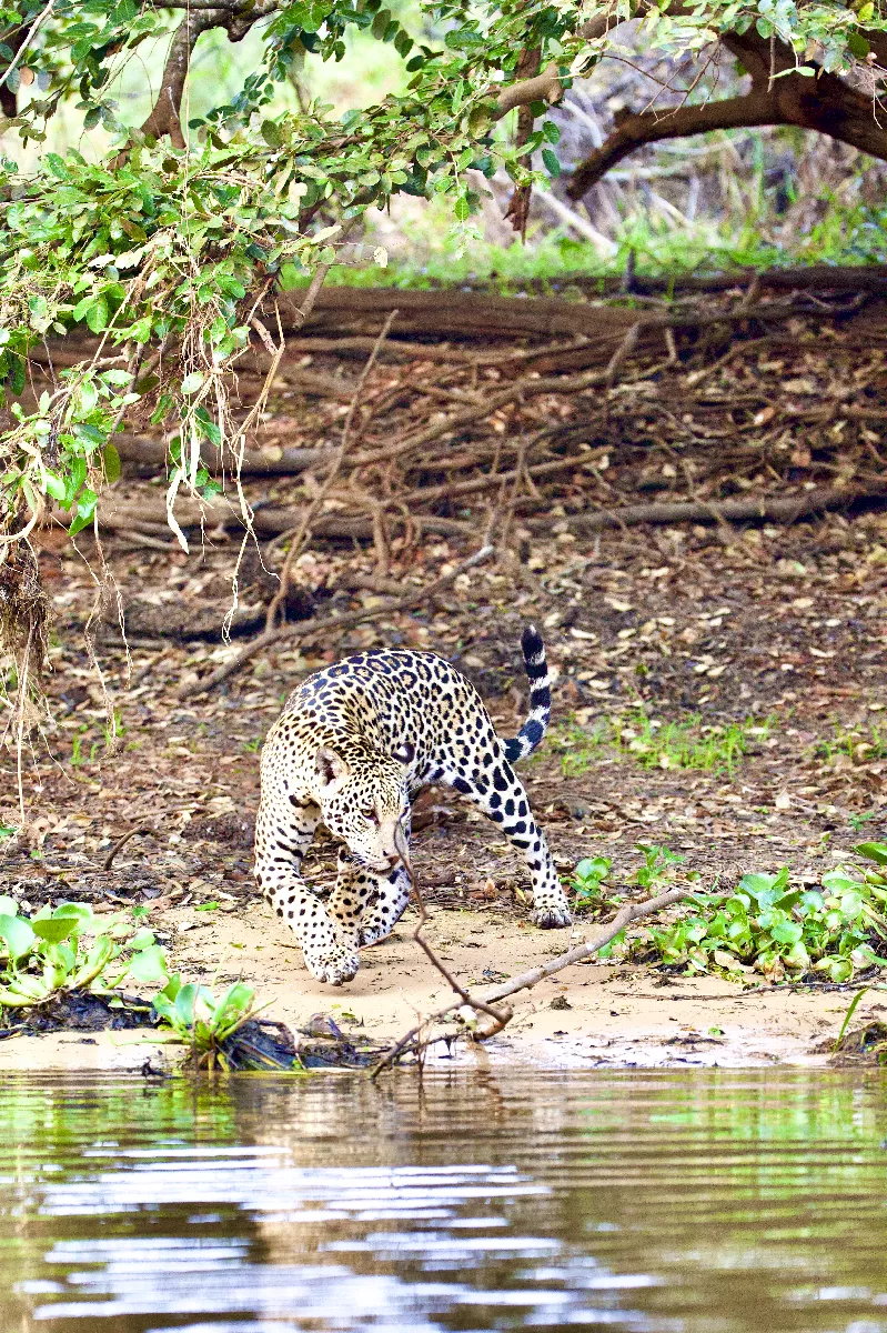 Portfolio/Pantanal/Photos/0B7A0847.webp