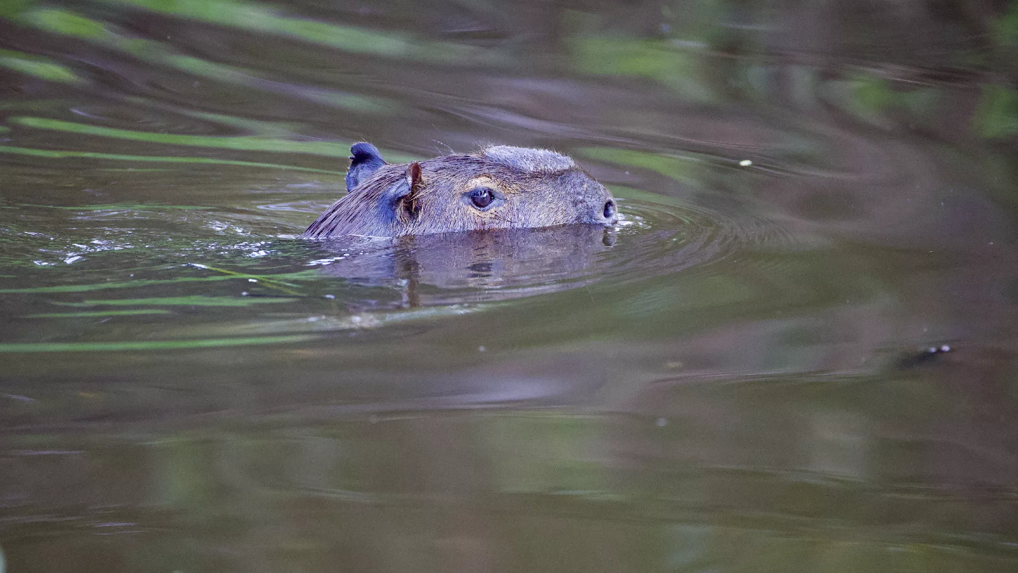 Portfolio/Pantanal/Photos/0B7A2562.webp