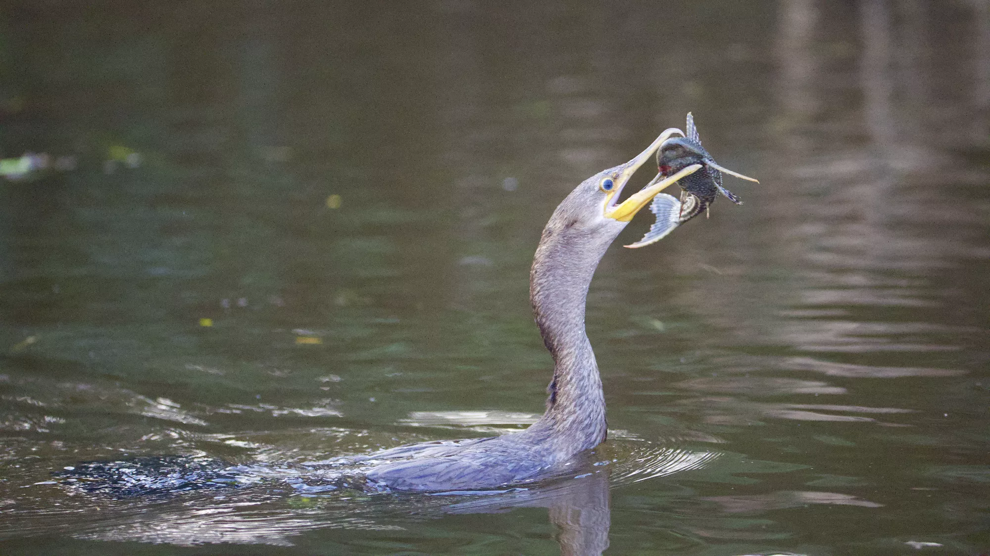 Portfolio/Pantanal/Photos/0B7A3034.webp