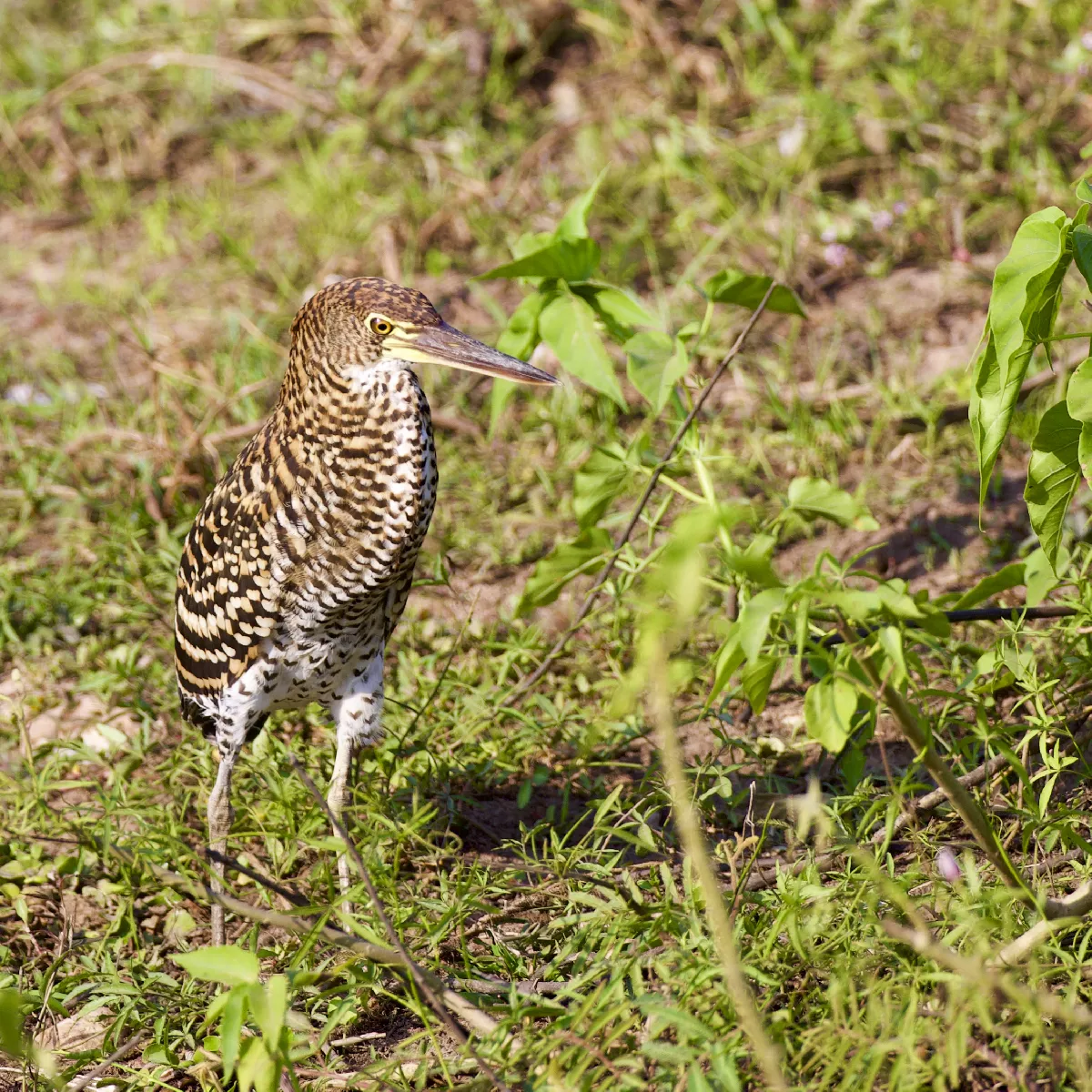 Portfolio/Pantanal/Photos/0B7A3117.webp
