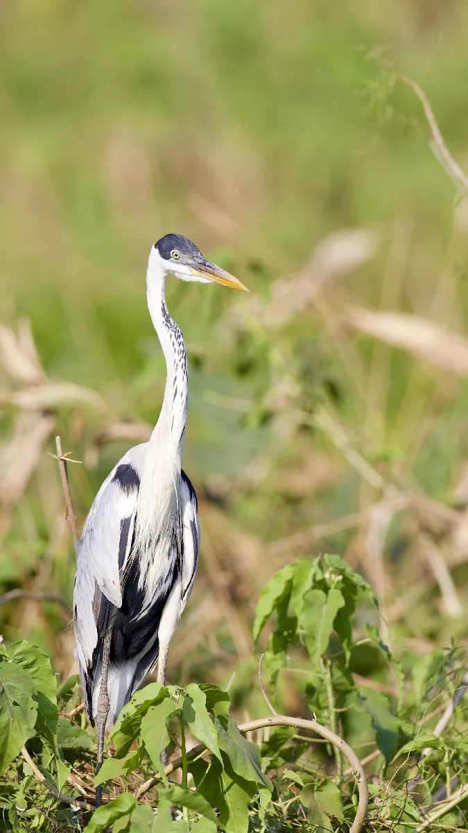 Portfolio/Pantanal/Photos/0B7A3162.webp