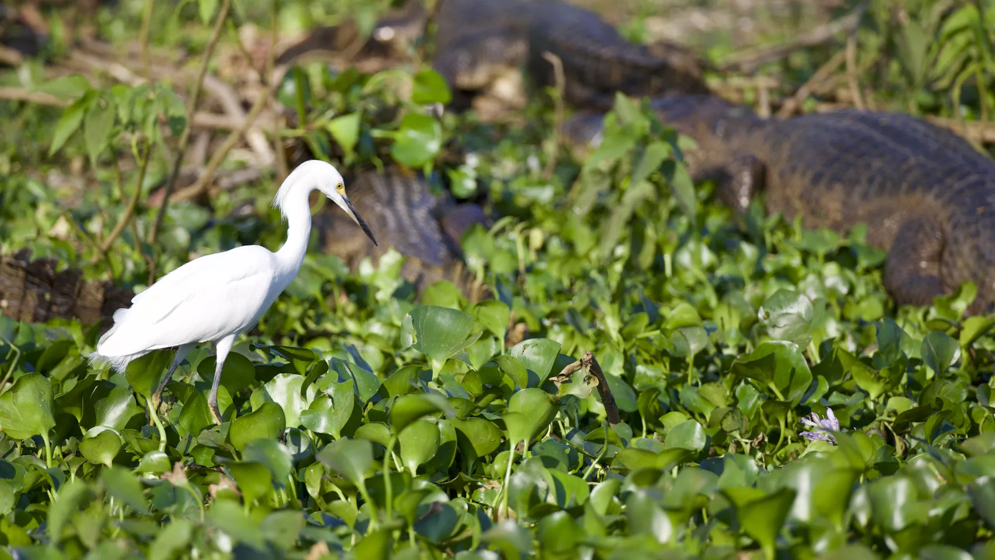 Portfolio/Pantanal/Photos/0B7A3197.webp