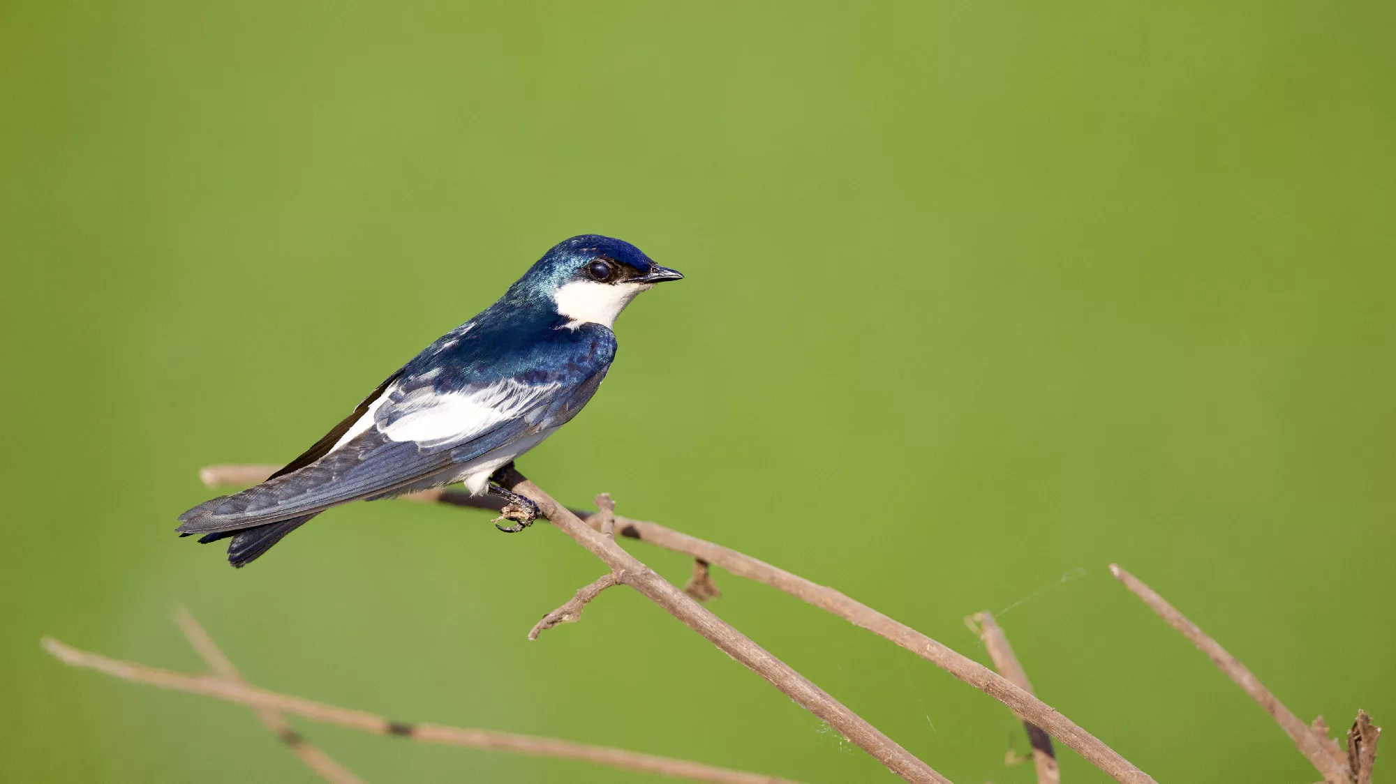 Portfolio/Pantanal/Photos/0B7A3368.webp